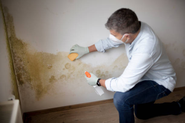 Best Dehumidification Services  in Fountain Inn, SC