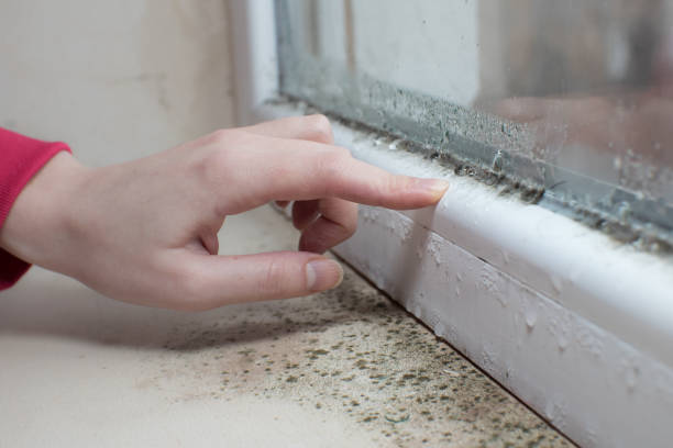 Best Biohazard Mold Removal  in Fountain Inn, SC